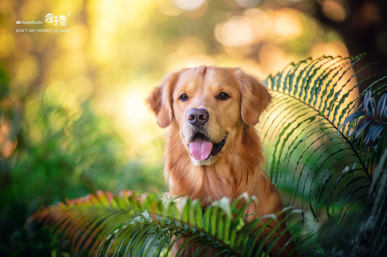 带狗子打卡华为欧洲小镇