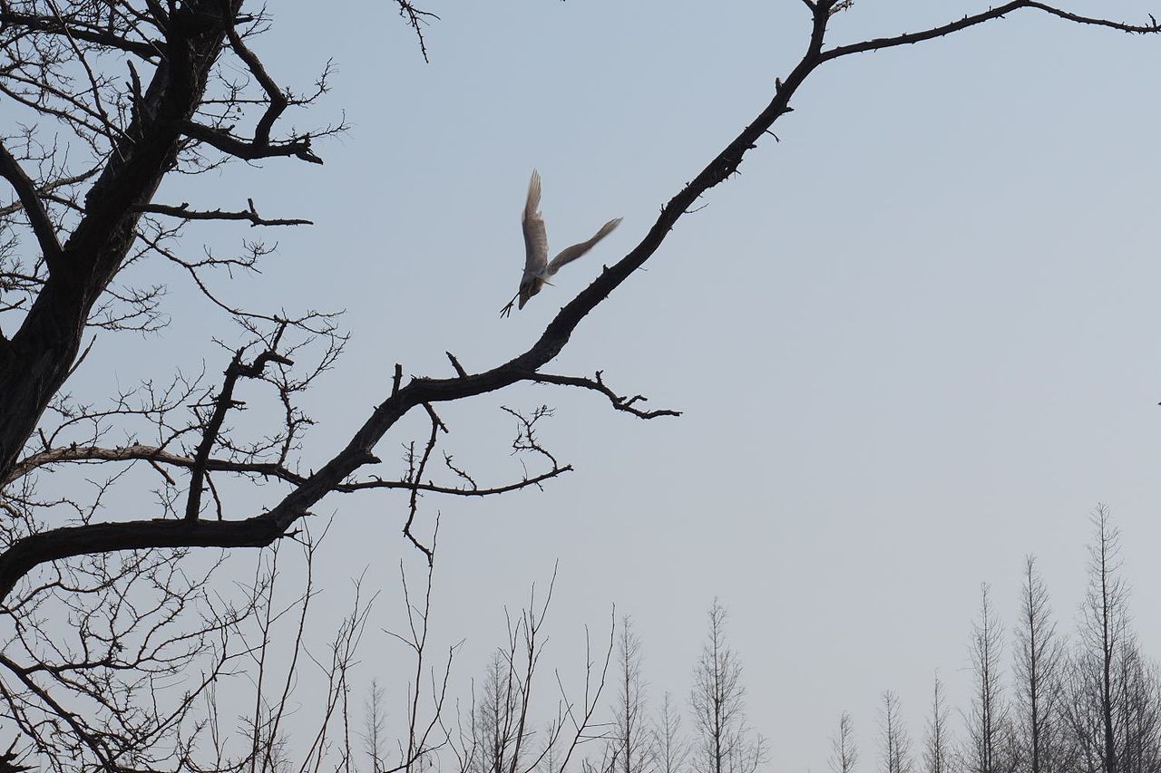 日照森林公园的鸟
