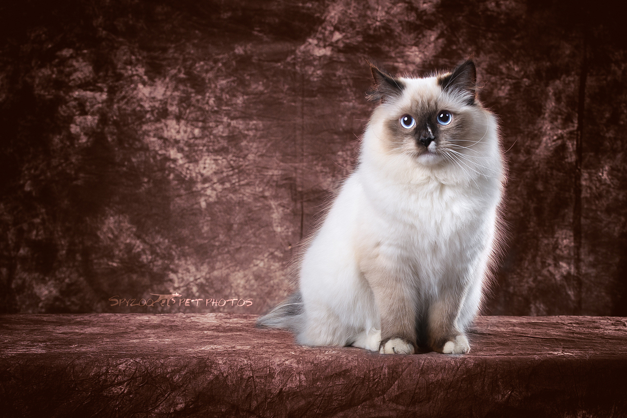 走台的布偶猫 天津宠物摄影spyzoo宠物写真（图ZNzMwNjA3NDA=） - 宠物摄影 - 站酷设计师spyzoo原创素材 - 站酷ZCOOL