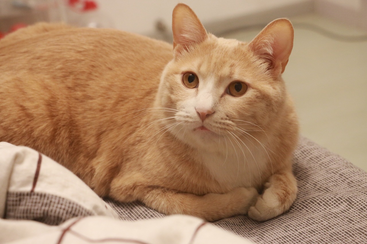 橘猫大魔王蛋蛋