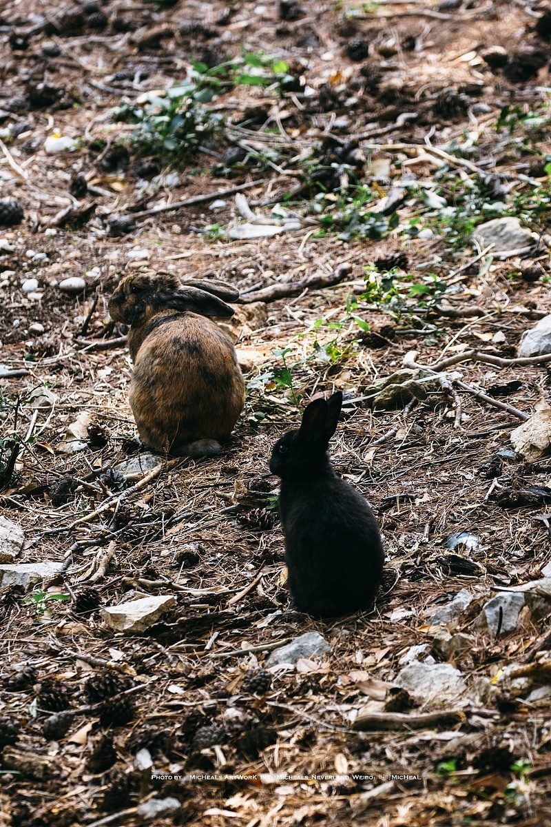 岛上的小动物以兔子为主，数量还是有点多的~慵懒的趴在小餐馆的附近等待着投喂0 0