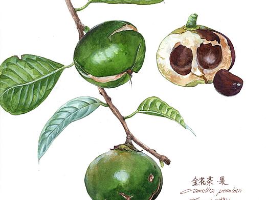 金花茶植物画