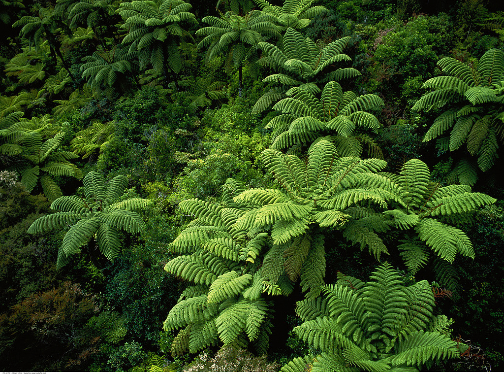 绿色热带丛林风格保温杯海报