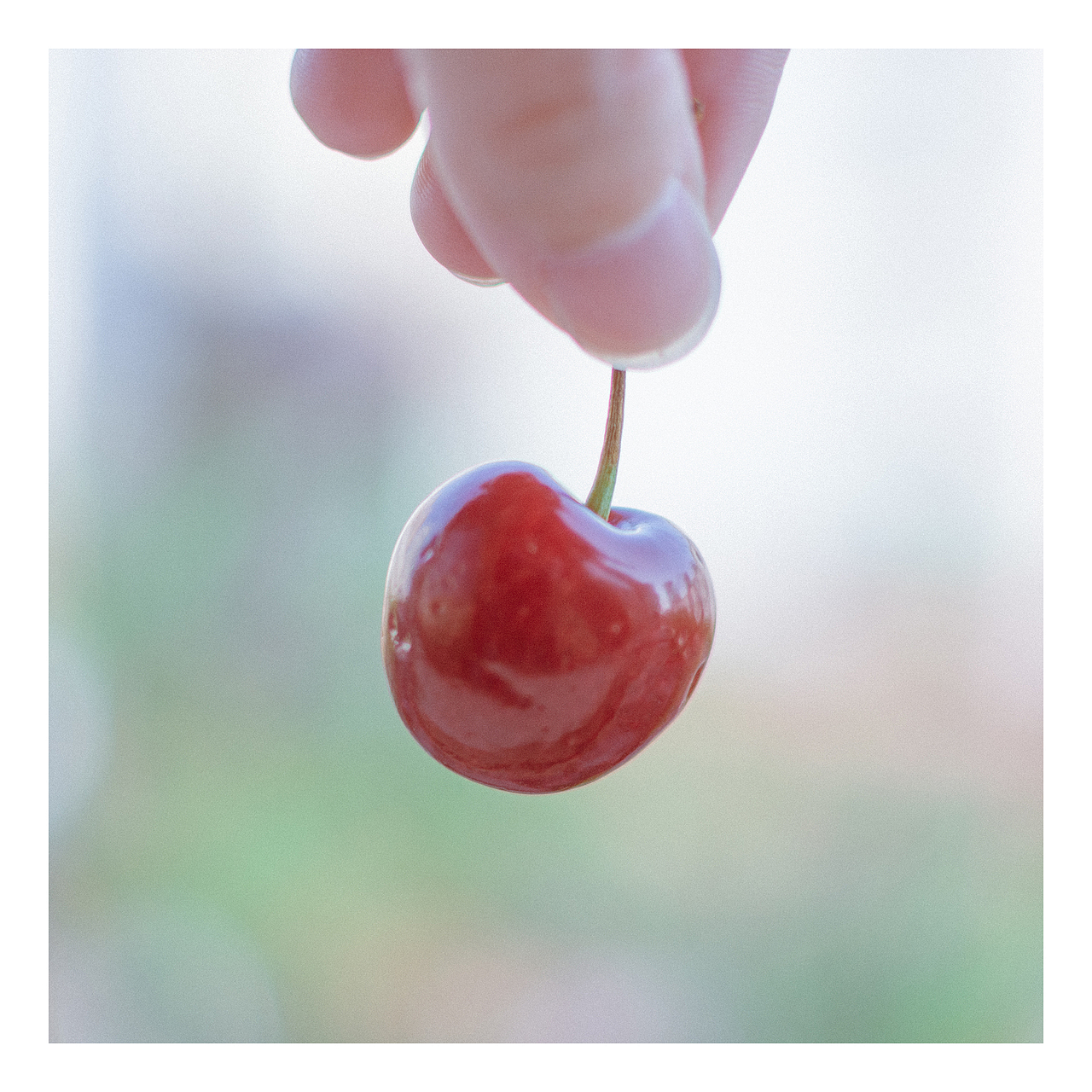 如樱桃般的想念