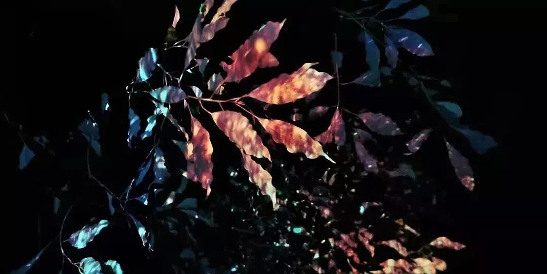 最后光精灵唤醒了森林里的每片树叶
未完敬请期待续......