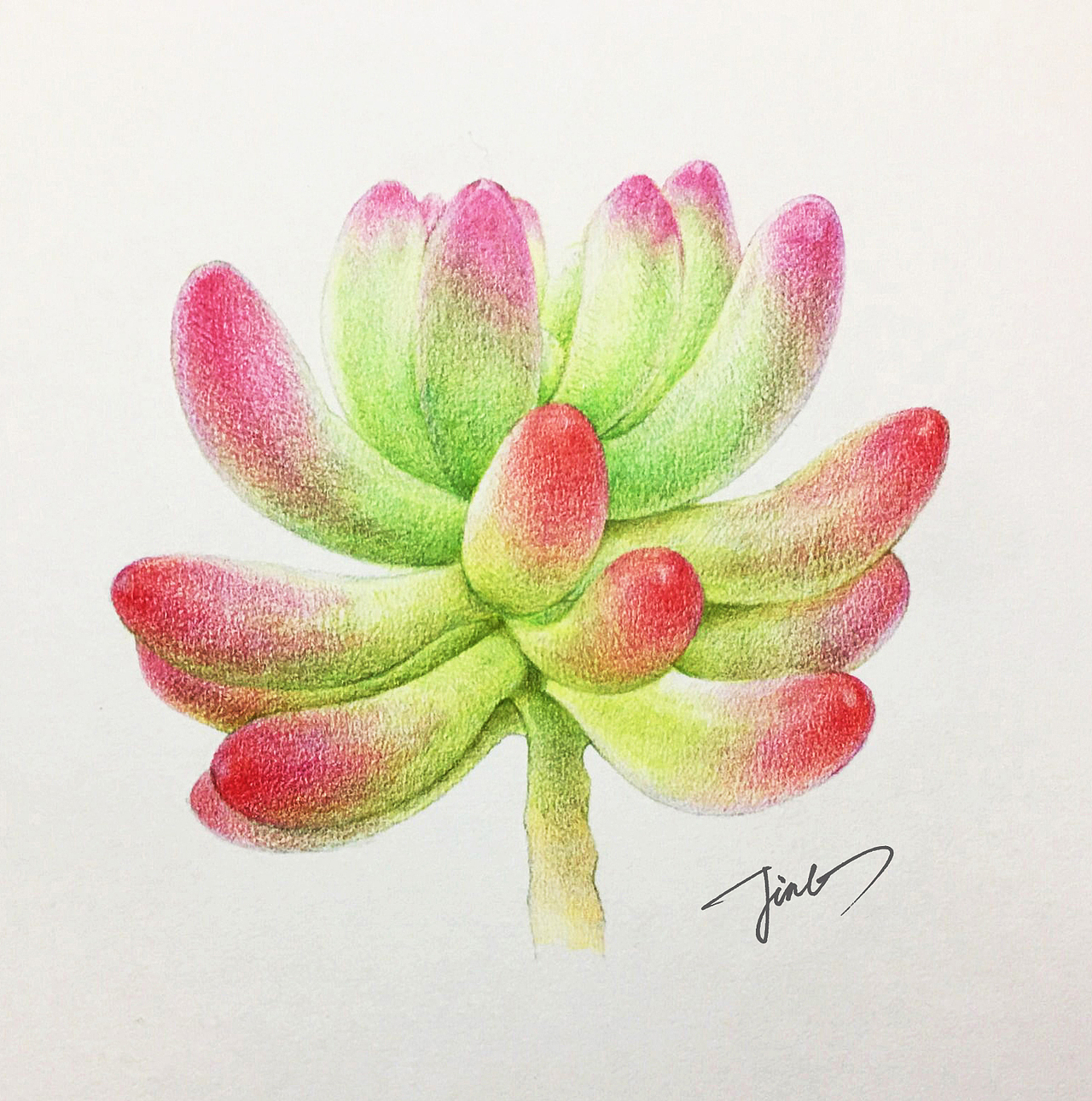 彩铅画作品-多肉植物系列（图ZMjQxOTcyNDgw） - 绘画 - 站酷设计师JINGPP7777原创素材 - 站酷ZCOOL