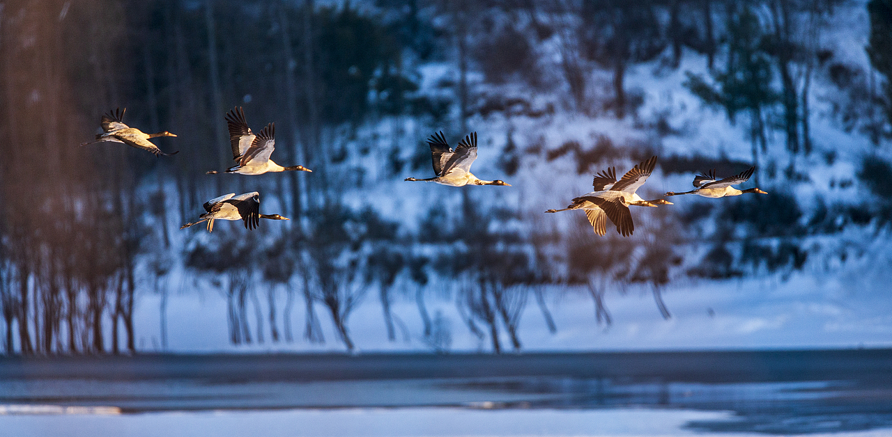 自由飞翔（图ZMjkxMjg2MDYw） - 风光摄影 - 站酷设计师6432原创素材 - 站酷ZCOOL