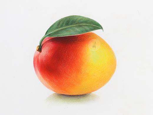彩铅零基础超写实教程 | 贵妃芒果