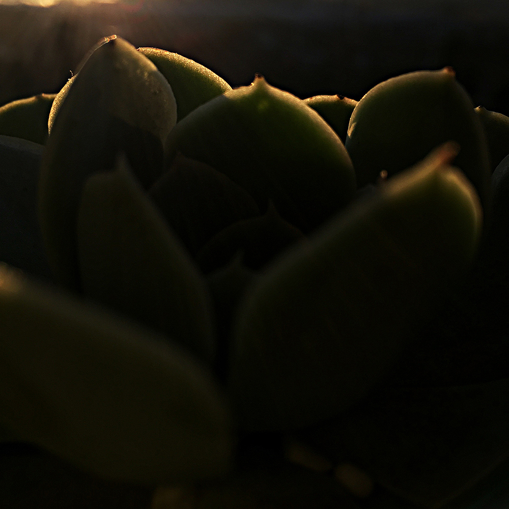 手机随拍，记录生活点滴（肆）