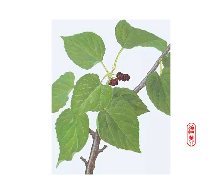 桑树叶线描稿画法