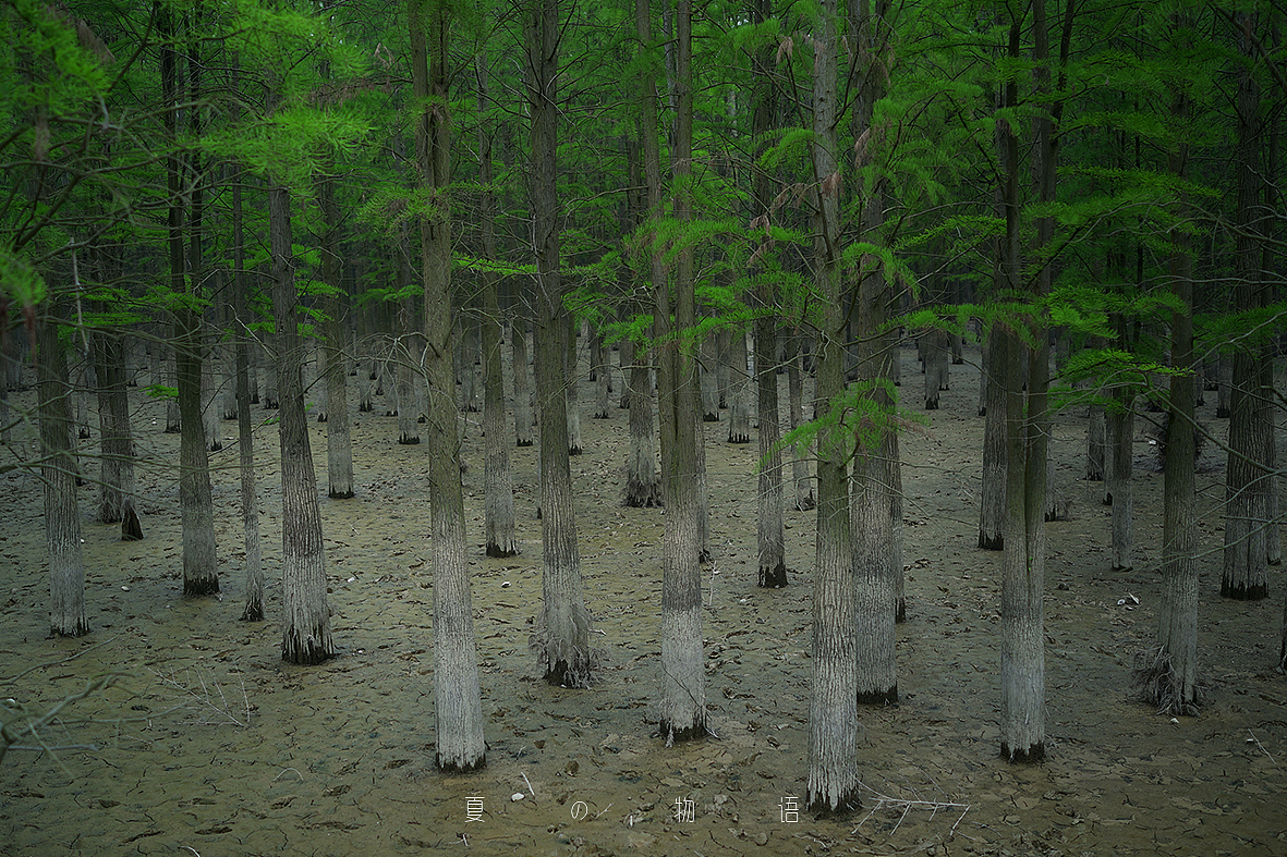小黑卡日志-五月-夏の物语（四）