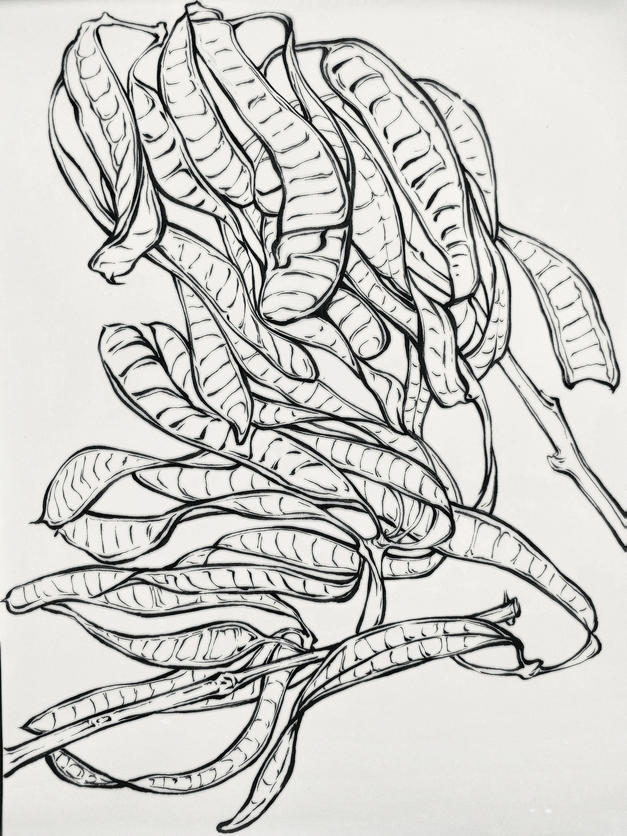 植物手绘|银合欢豆荚（图ZMzAwNDQ1OTIw） - 绘本 - 站酷设计师道森的女人原创素材 - 站酷ZCOOL