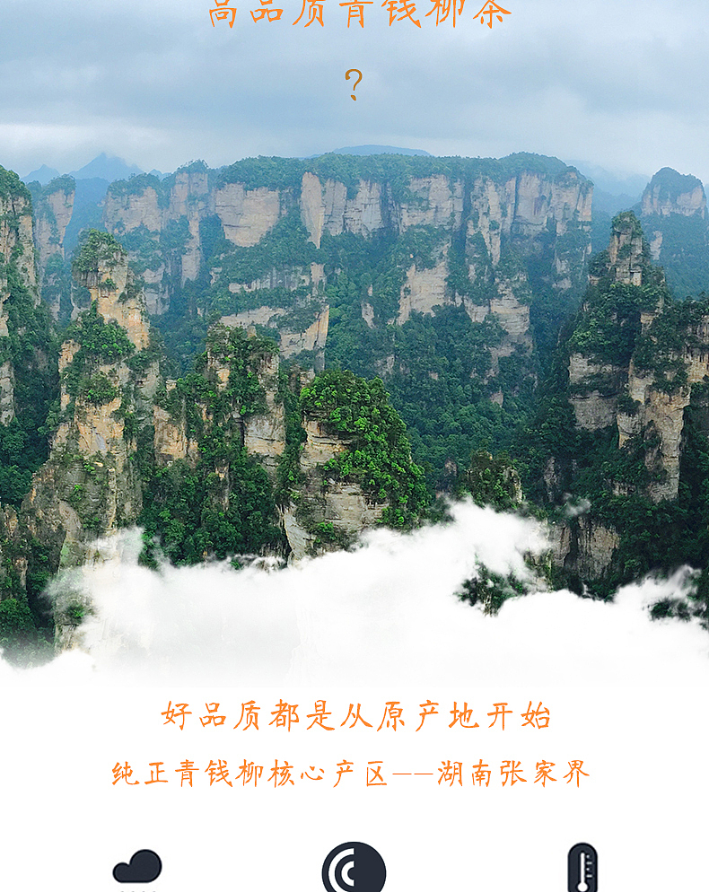 详情页-速泡青钱柳
