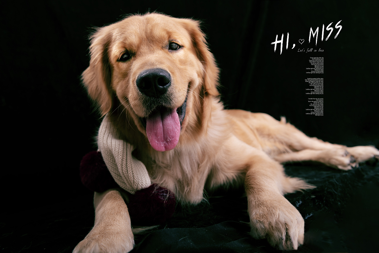 金毛棚拍，宠物摄影（图ZMTk4MjgzNzYw） - 宠物摄影 - 站酷设计师Eajuins原创素材 - 站酷ZCOOL