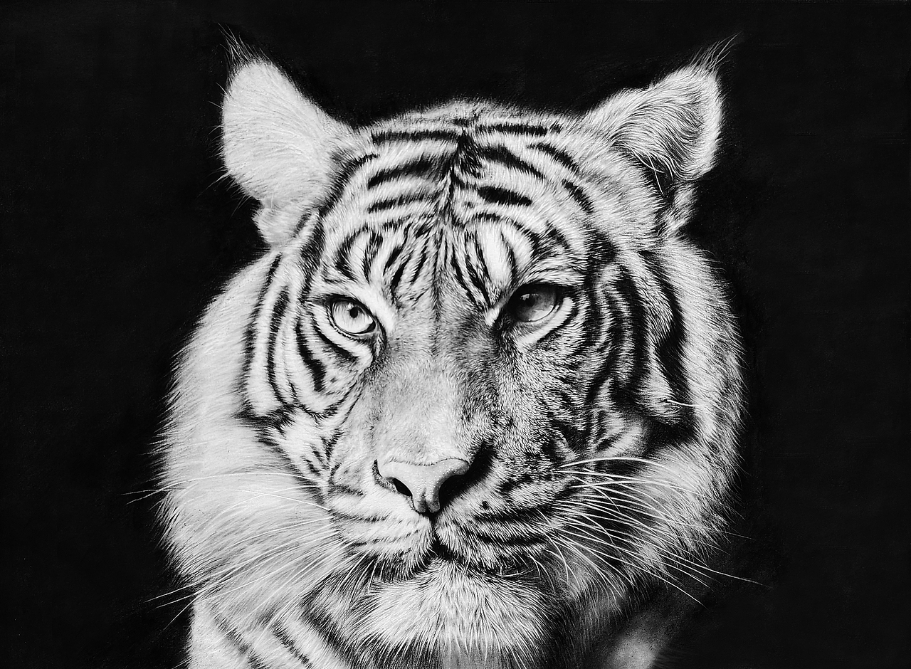 虎年來只猛虎（圖ZMjg1MDY3NzQw） - 繪畫 - 站酷設(shè)計(jì)師浩軒手繪原創(chuàng)素材 - 站酷ZCOOL