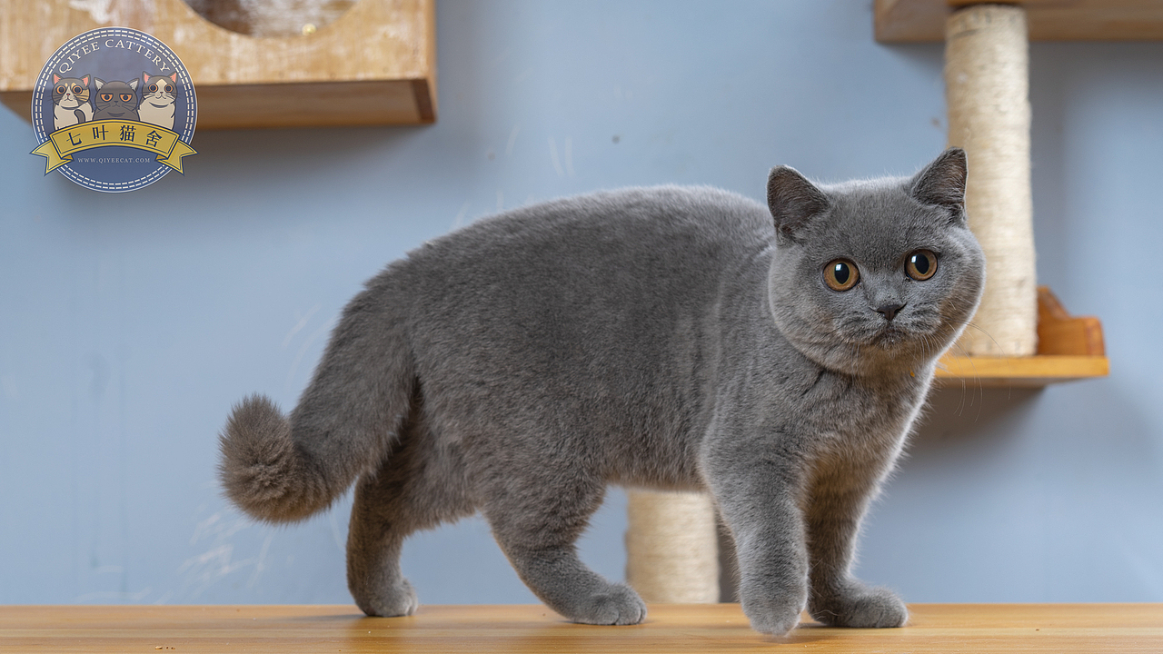 七叶英短猫舍英国短毛猫蓝白蓝猫宠物猫摄影图