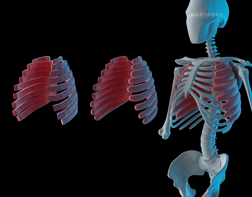 躯干肌肉（图ZMjc2NzY0NTcy） - 人物/生物 - 站酷设计师雕塑笔记原创素材 - 站酷ZCOOL