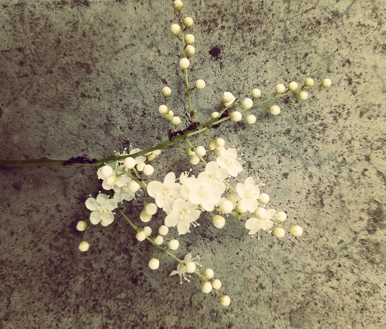 夏花（图ZODU1NTMyMTY=） - 产品摄影 - 站酷设计师日尧丰色原创素材 - 站酷ZCOOL