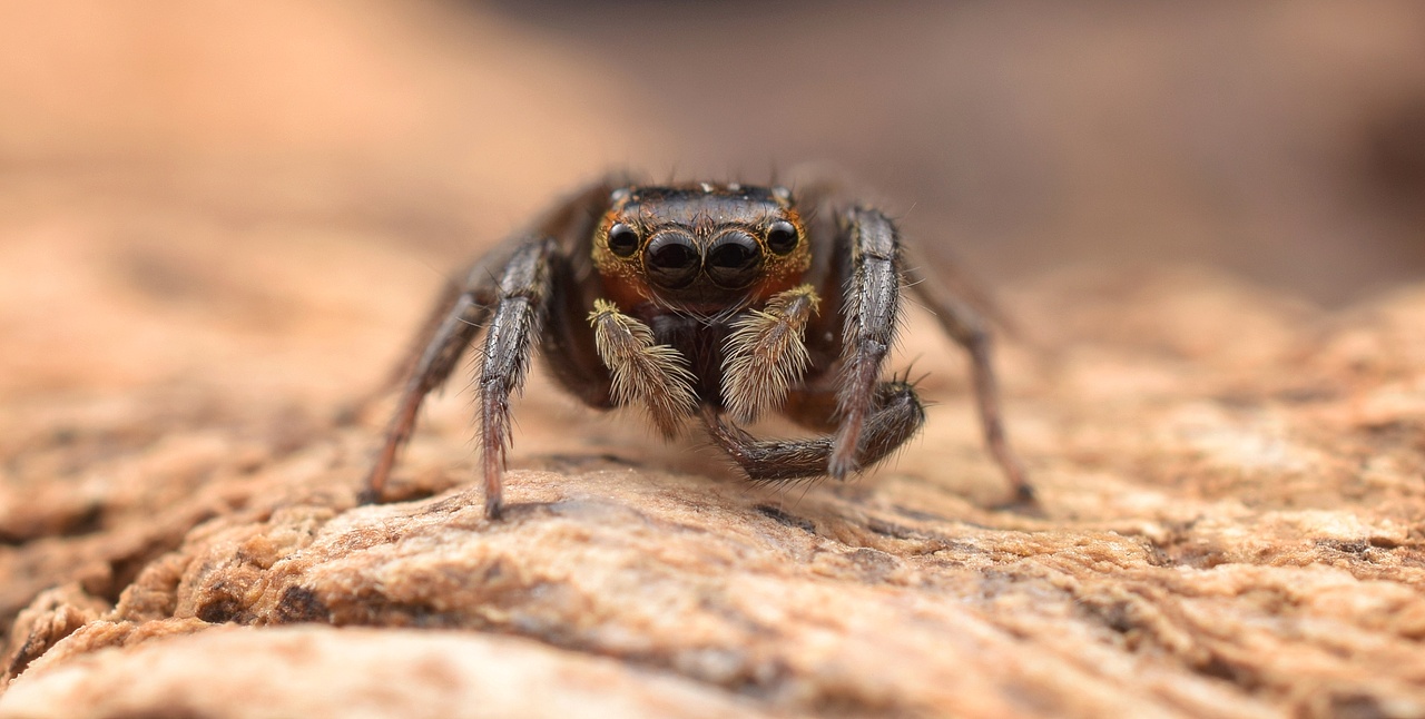 小跳蛛花蛤沙蛛