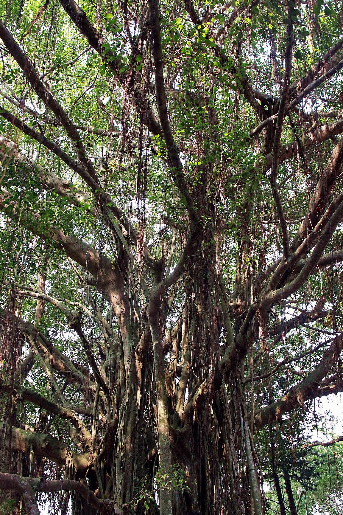 千年古树,依然枝繁叶茂