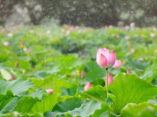 2020.6.6山旮旯农庄（山卡拉）.雨/荷花