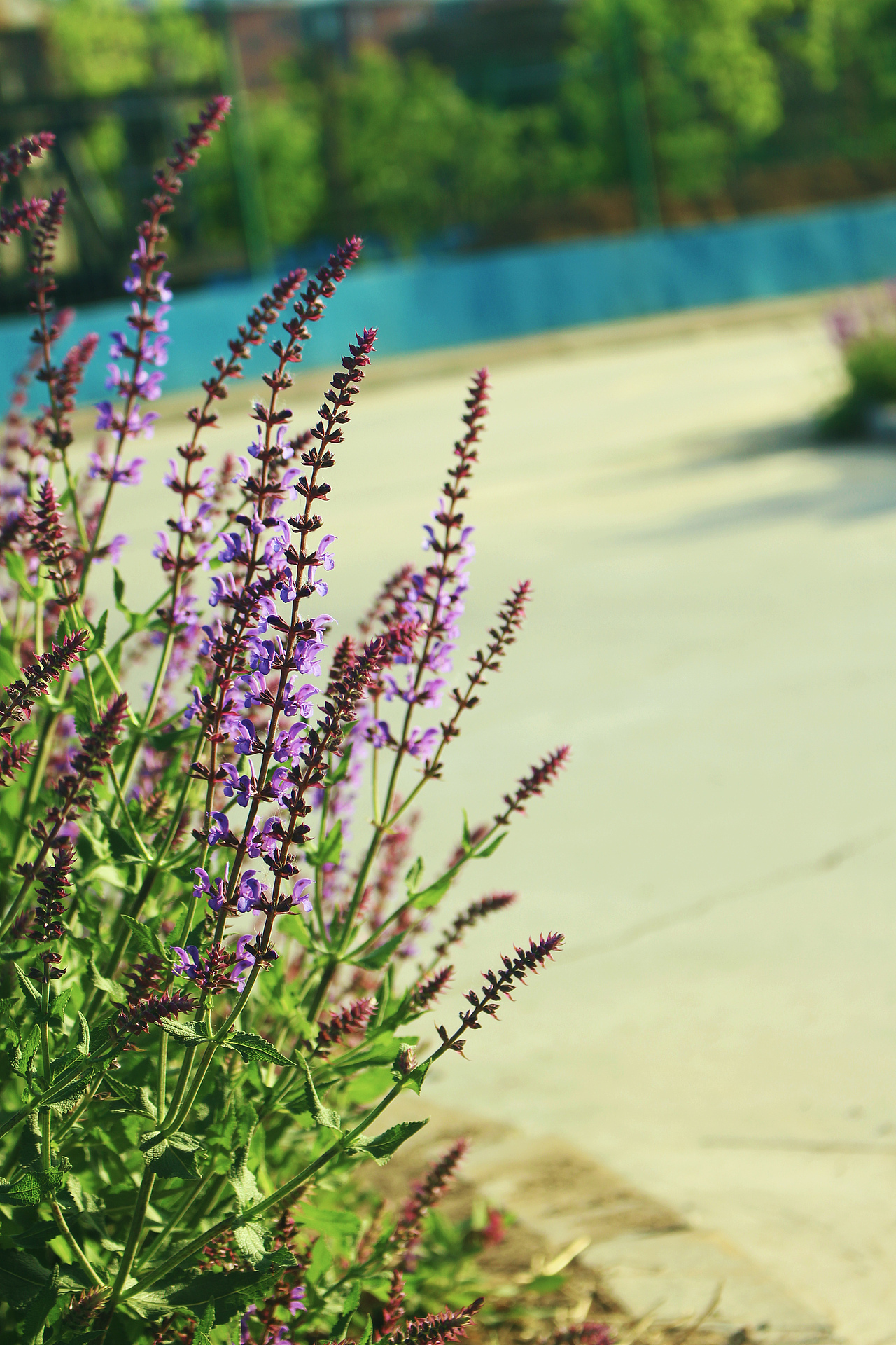 花（图ZMTE1NTc4ODQ4） - 产品摄影 - 站酷设计师ma675055787原创素材 - 站酷ZCOOL