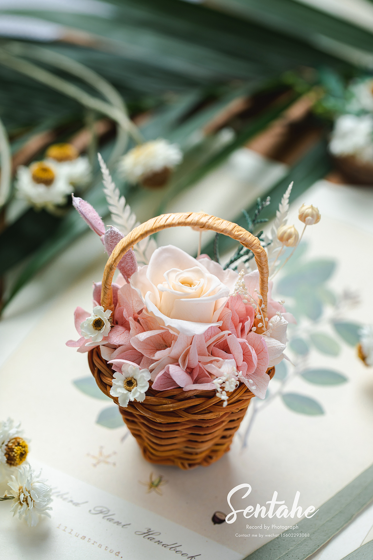 摄影 | 是春天啊 生活应该充满着希望 永生花拍摄