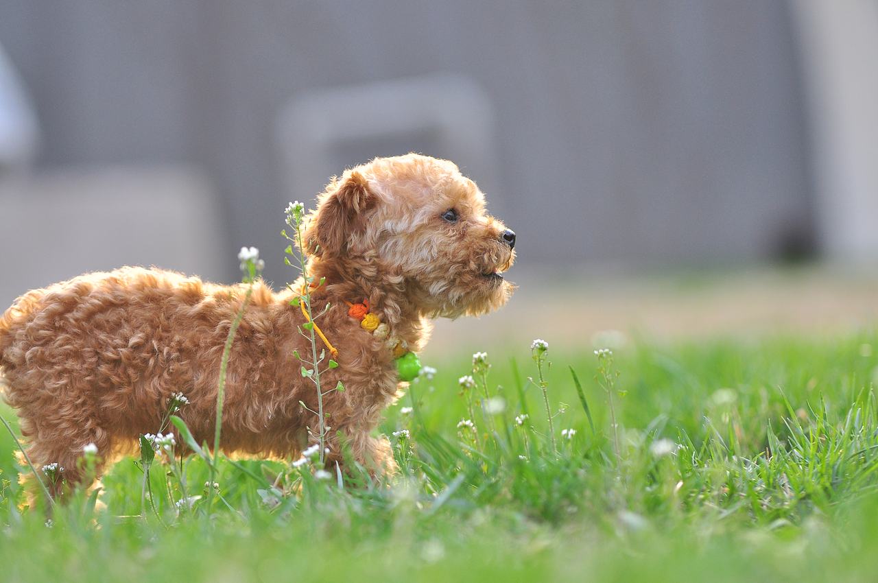 设计师的宠物摄影（图ZODA4NjA5OTI=） - 宠物摄影 - 站酷设计师徐志友原创素材 - 站酷ZCOOL