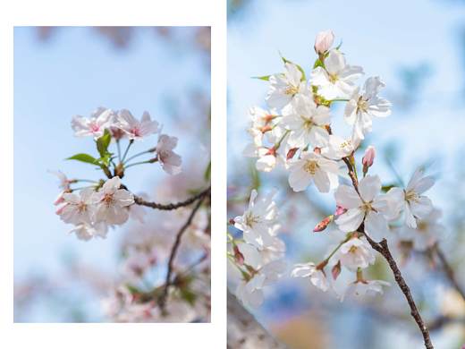 櫻花（個人主頁-ZNDQxNDkxODg=） - 風(fēng)光攝影 - 站酷設(shè)計師來來來_你來原創(chuàng)素材 - 站酷ZCOOL