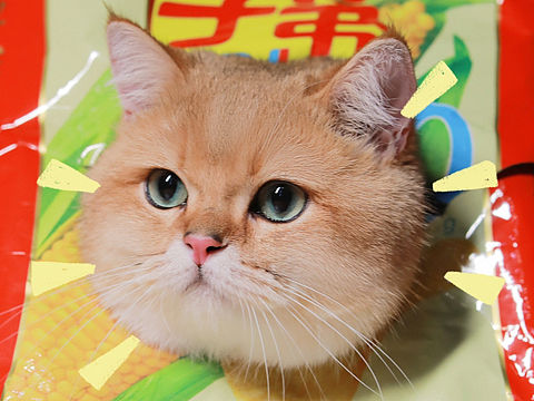🐈 猫咪生日写真#宠物摄影