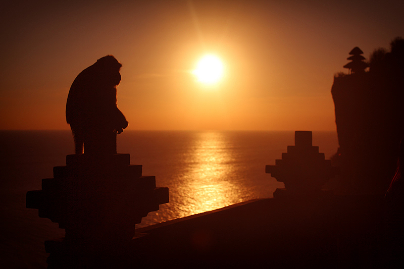 情人崖夕阳,有只猴子做起了模特,引的好多人在给他拍照。
