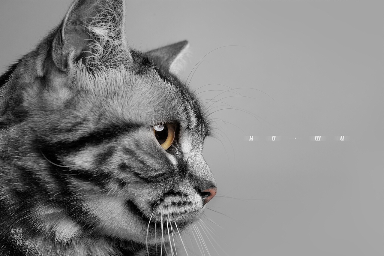 【動物照相館】嗷呜（图ZMTQ4OTEyOTY4） - 宠物摄影 - 站酷设计师温文尔雅GJ原创素材 - 站酷ZCOOL