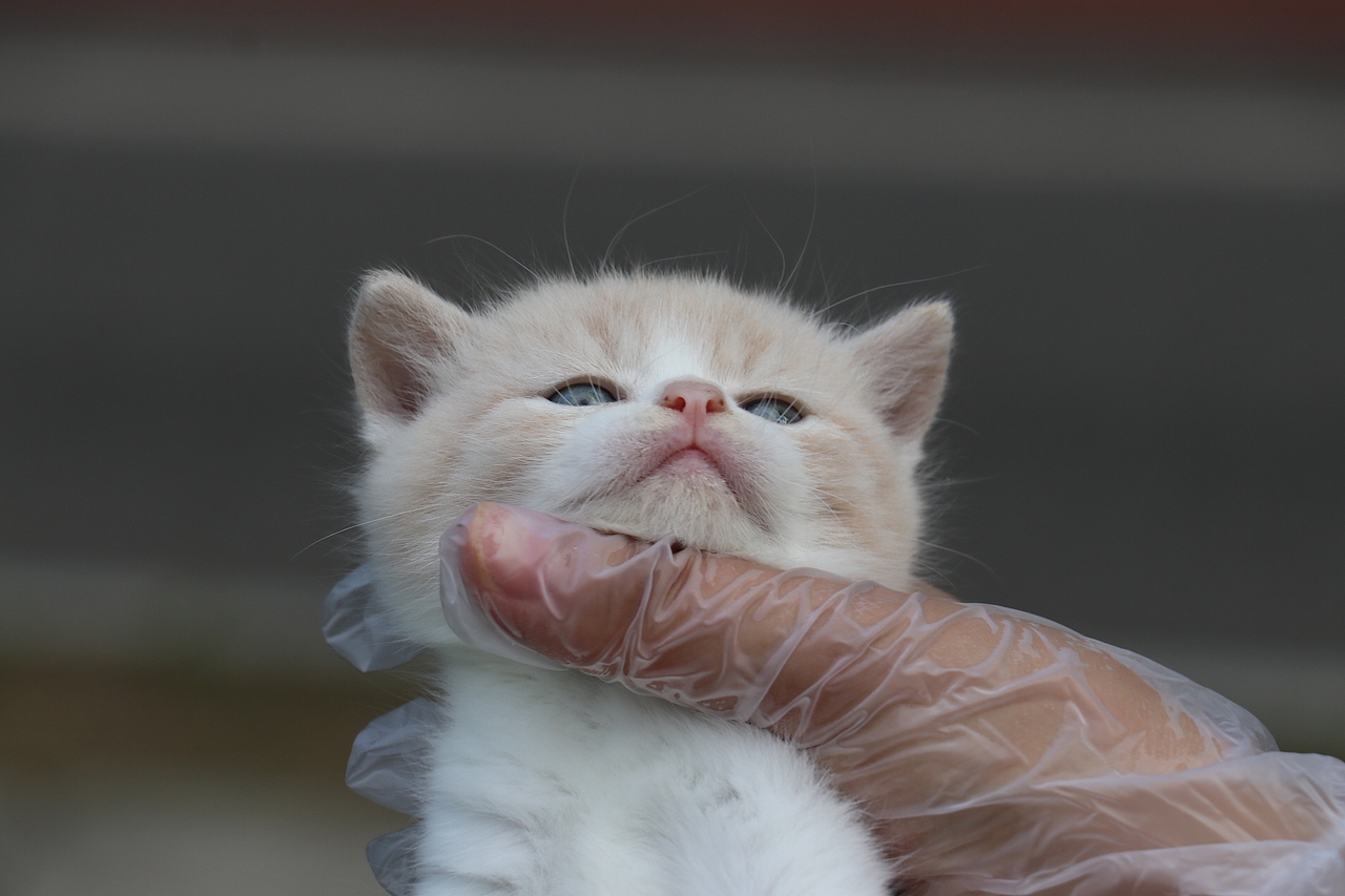 英国短毛猫 黄色 0502英短-乳白公-蛋黄-27day410g