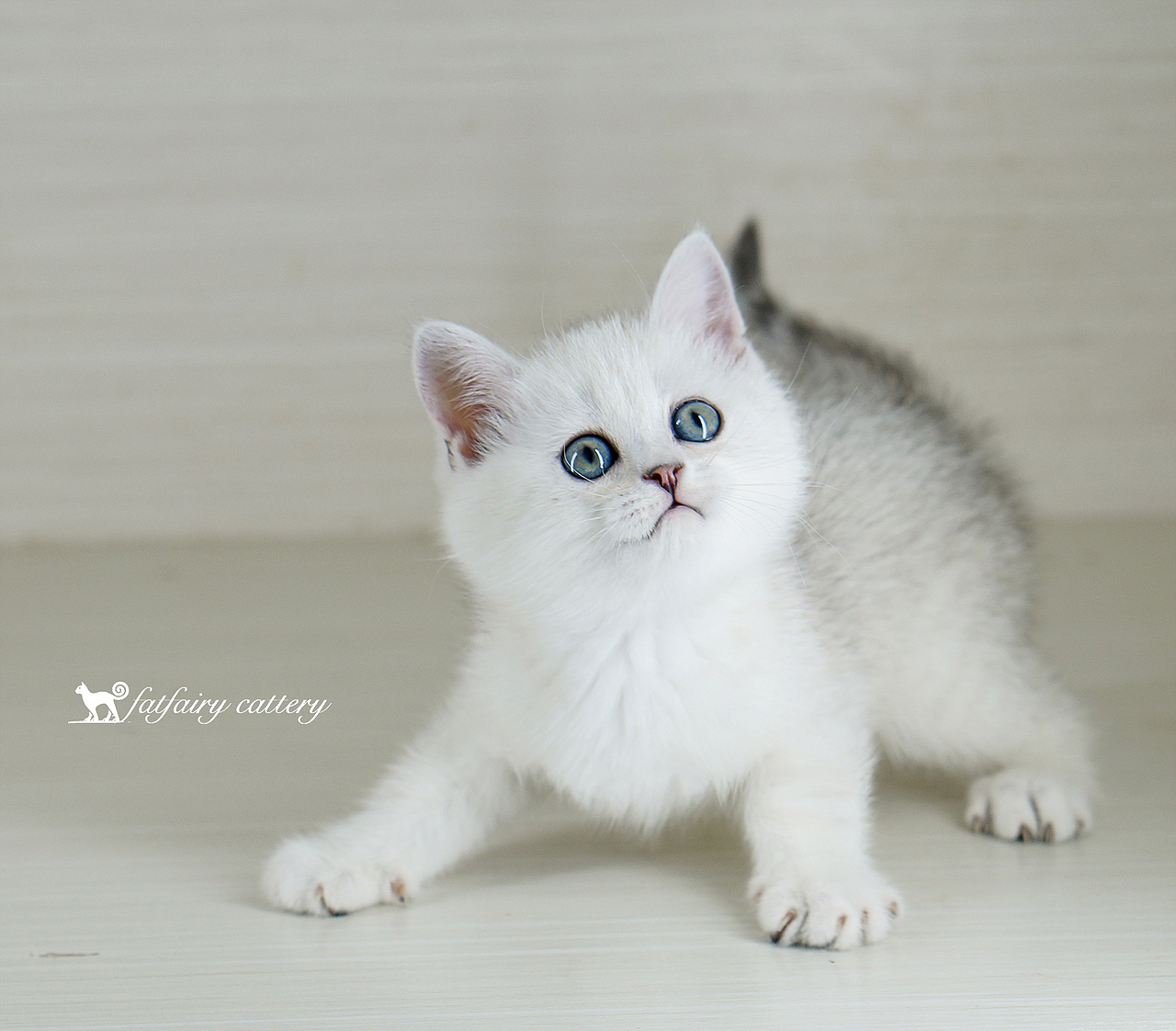 寵物貓/一些最近拍的 *【panda西原創(chuàng)作品4】（圖ZMTYzMjk5MTI4） - 寵物攝影 - 站酷設(shè)計(jì)師Panda西原創(chuàng)素材 - 站酷ZCOOL