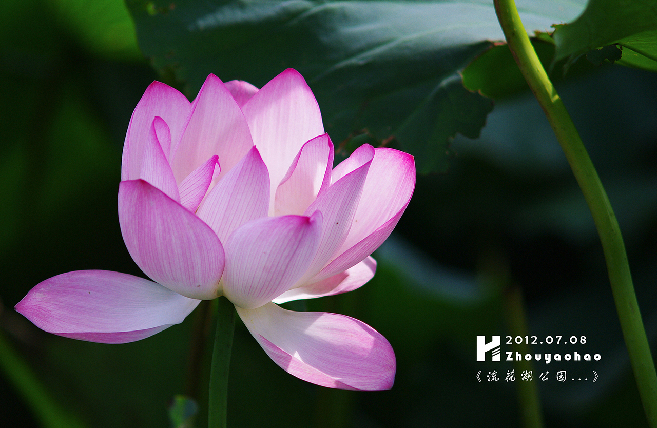 《夏荷.广州流花湖公园》（图ZNjI5Mzc4MA==） - 产品摄影 - 站酷设计师haodychou原创素材 - 站酷ZCOOL