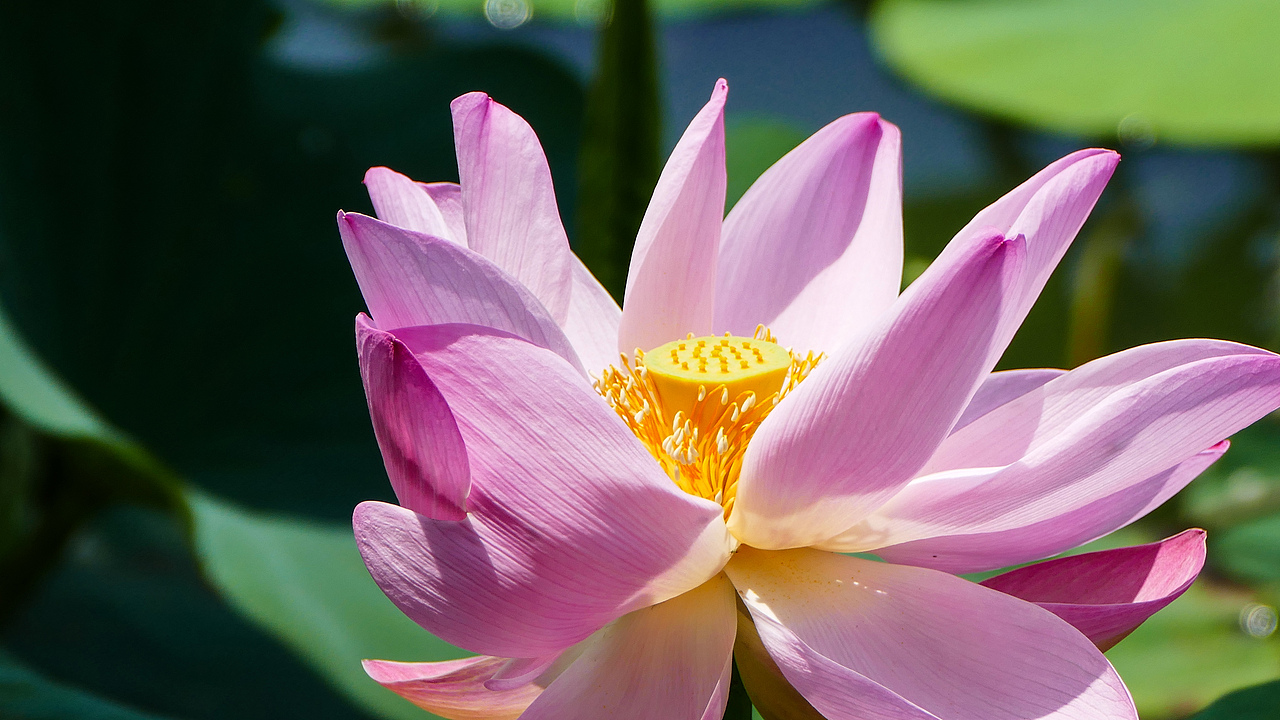 荷花（图ZODI4MDY0OTI=） - 风光摄影 - 站酷设计师看长河原创素材 - 站酷ZCOOL