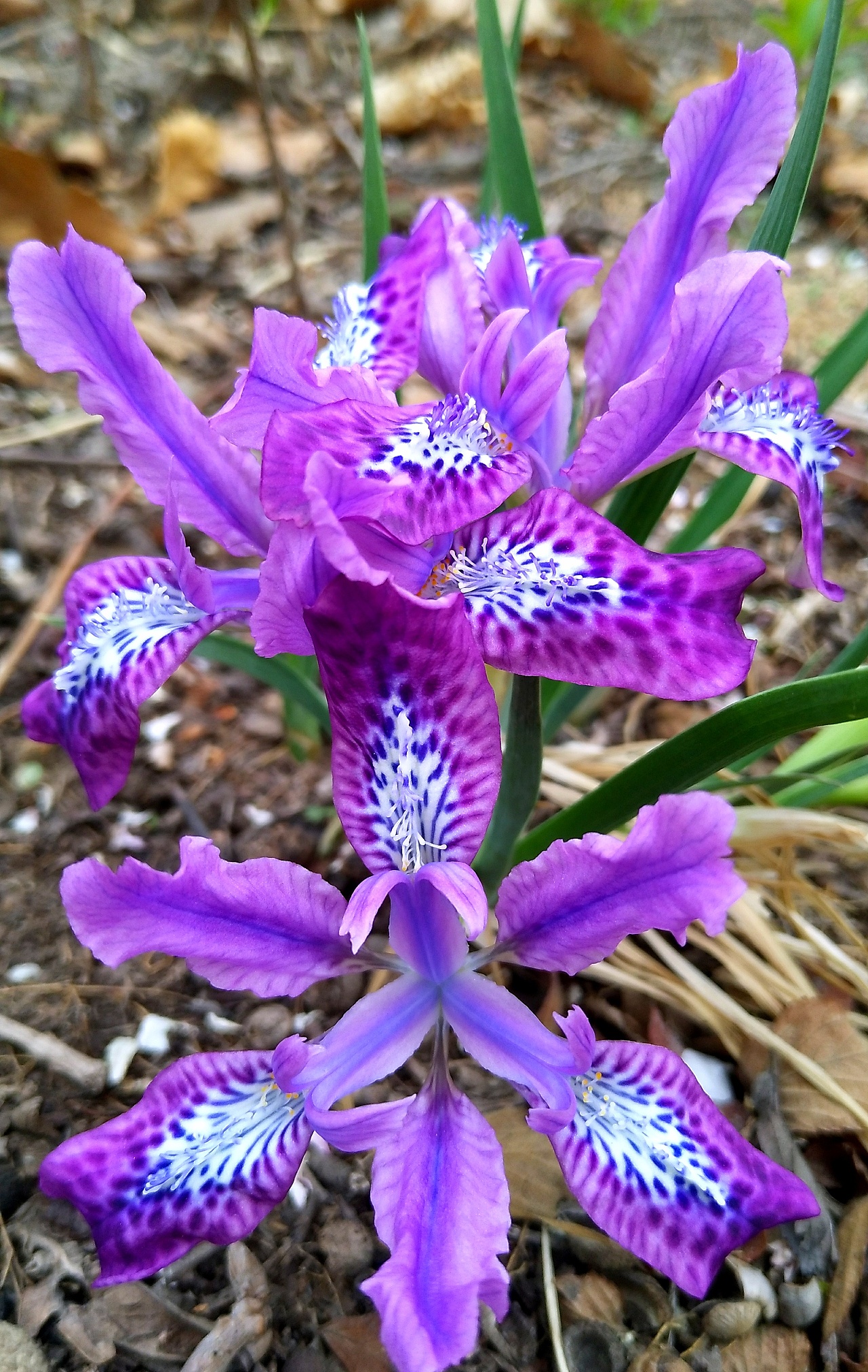 手机拍摄马兰花