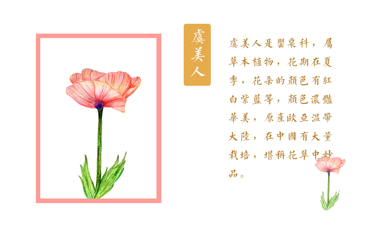 插画—《那些花儿》系列插画习作