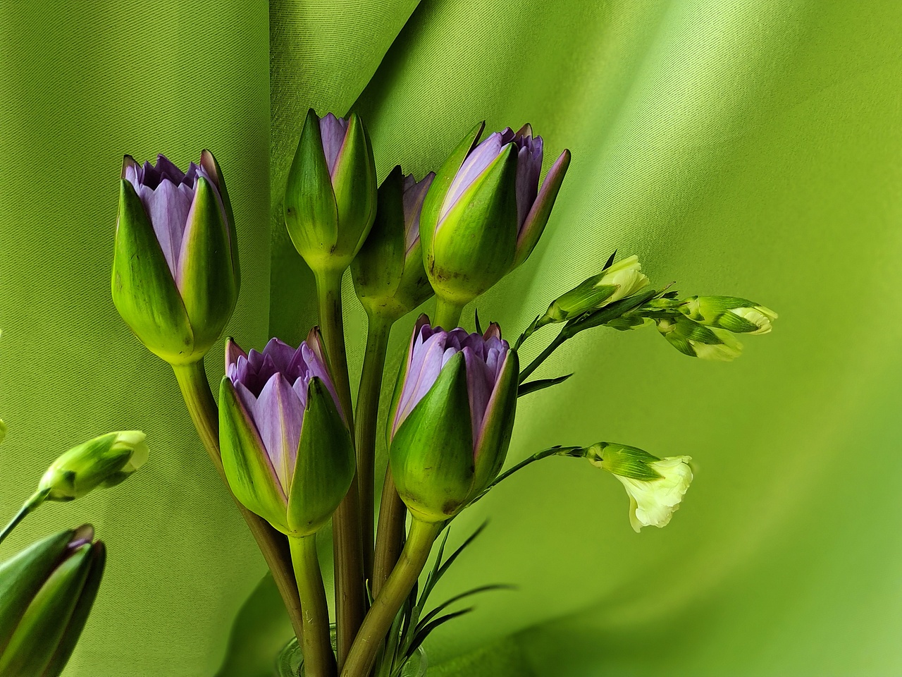 绿色|植物|睡莲|花