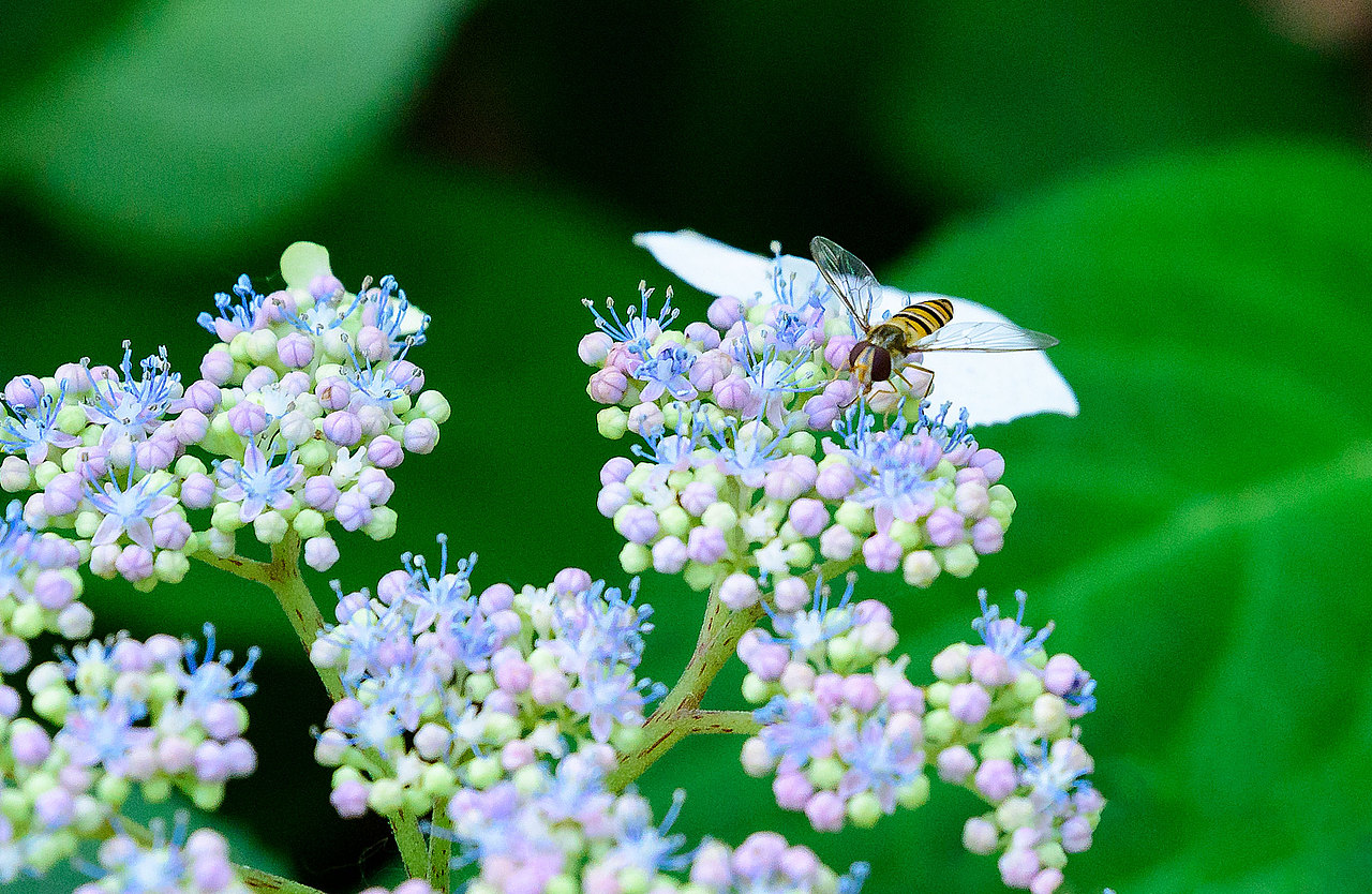 风光 | 花花草草一箩筐（图ZMTU5NjI4MjIw） - 风光摄影 - 站酷设计师小獭原创素材 - 站酷ZCOOL