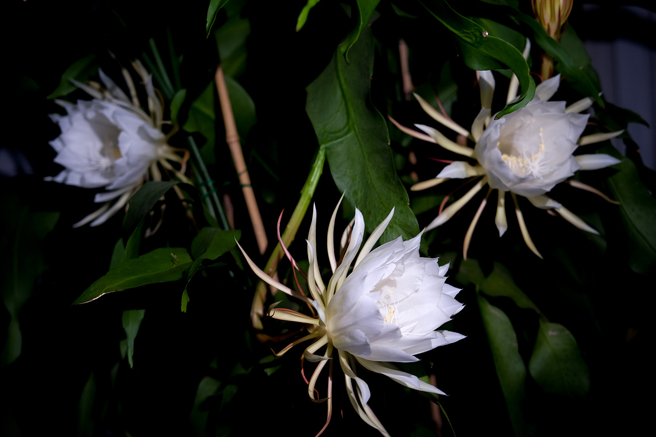曇花·盛放（圖ZMjczMDMzMDUy） - 其他攝影 - 站酷設計師風子阿坤原創(chuàng)素材 - 站酷ZCOOL