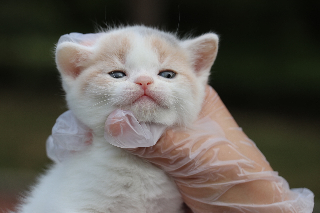 英短猫 0504英短小三花母-朵朵-20day260g-27day340g