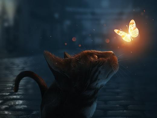 猫与蝴蝶（个人主页-ZMzAyMDgxOTI=） - 宠物摄影 - 站酷设计师鲁智智智原创素材 - 站酷ZCOOL