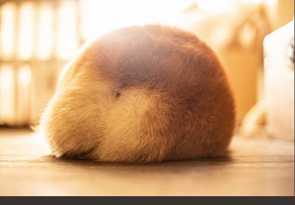 柯基可骑四岁生日纪念照片（图ZMTk5OTE0ODg4） - 宠物摄影 - 站酷设计师佳佳与可骑原创素材 - 站酷ZCOOL