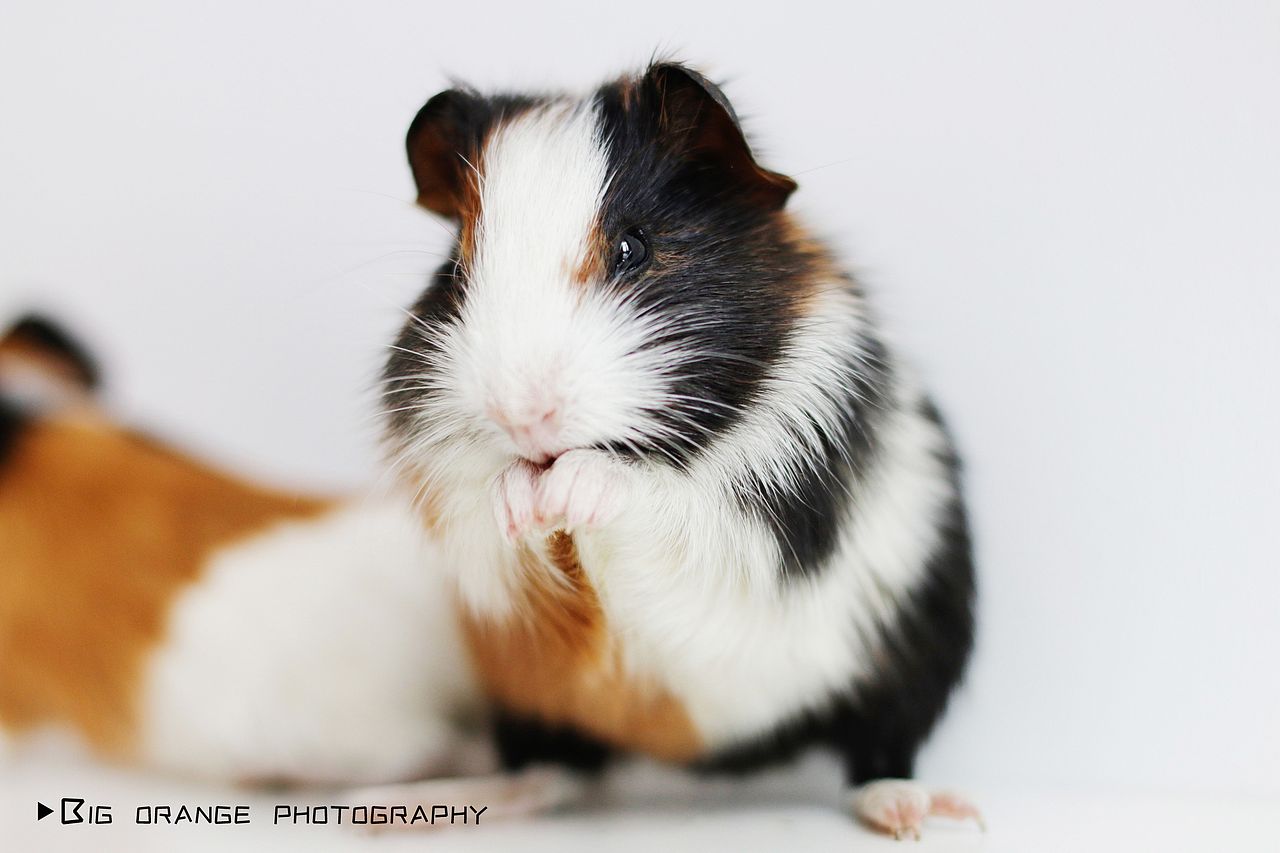 荷兰猪萌宠写真 宠物摄影