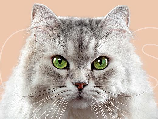 BOSS BB-猫粮品牌创建