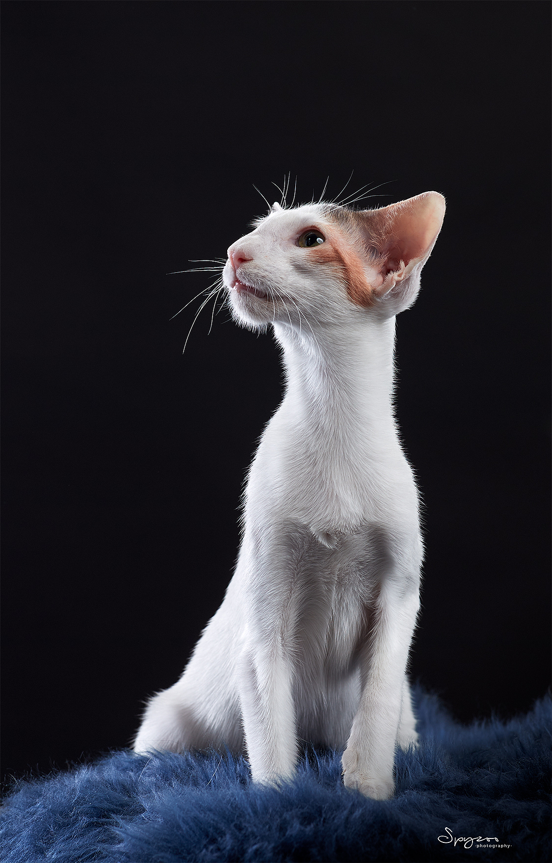 东方短毛猫天津影棚拍攝九月