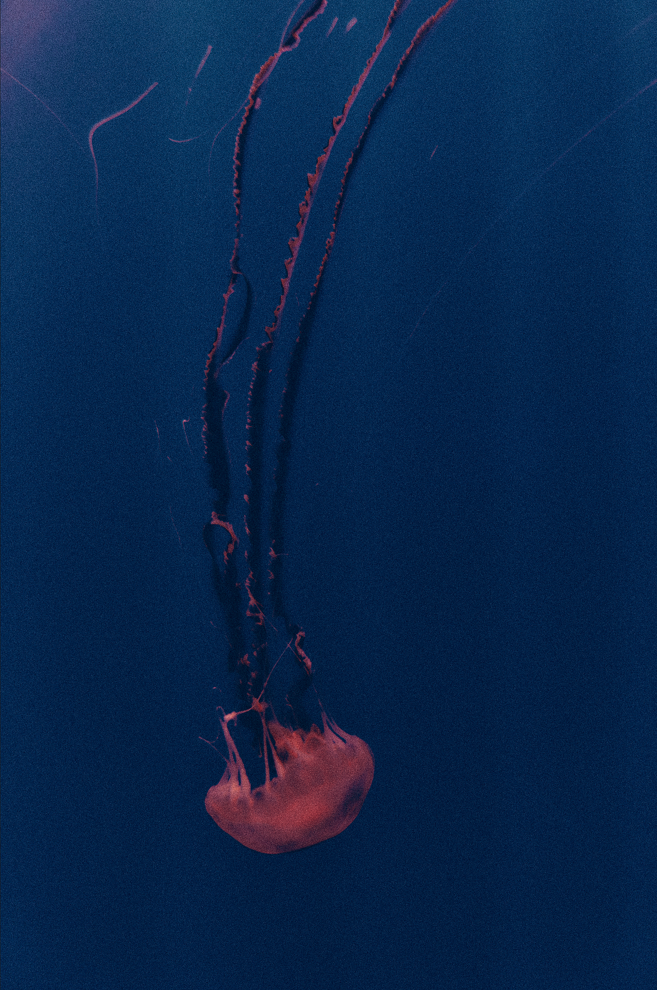 海洋馆大片（图ZMzY3MTQ5MzI0） - 时尚/艺术摄影 - 站酷设计师TimDong原创素材 - 站酷ZCOOL