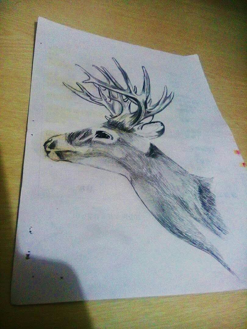 铅笔画鹿