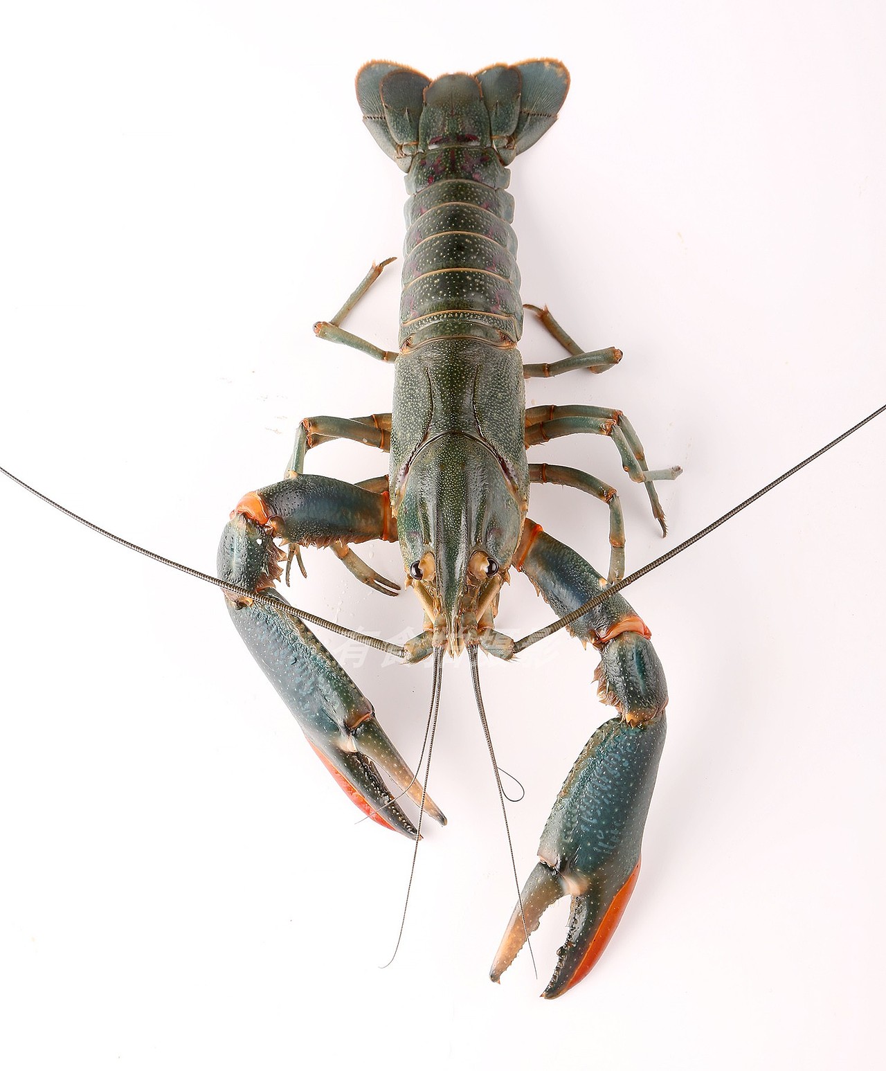深圳电商生鲜食品美食摄影--龙虾拍摄